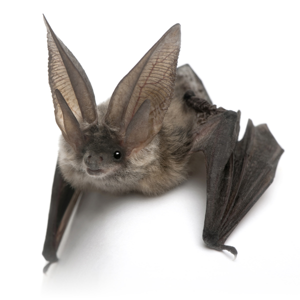 Bat