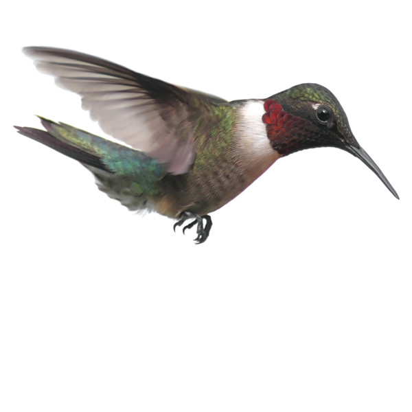 Hummingbird