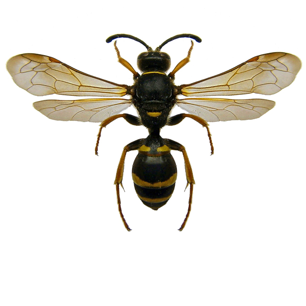 Wasp