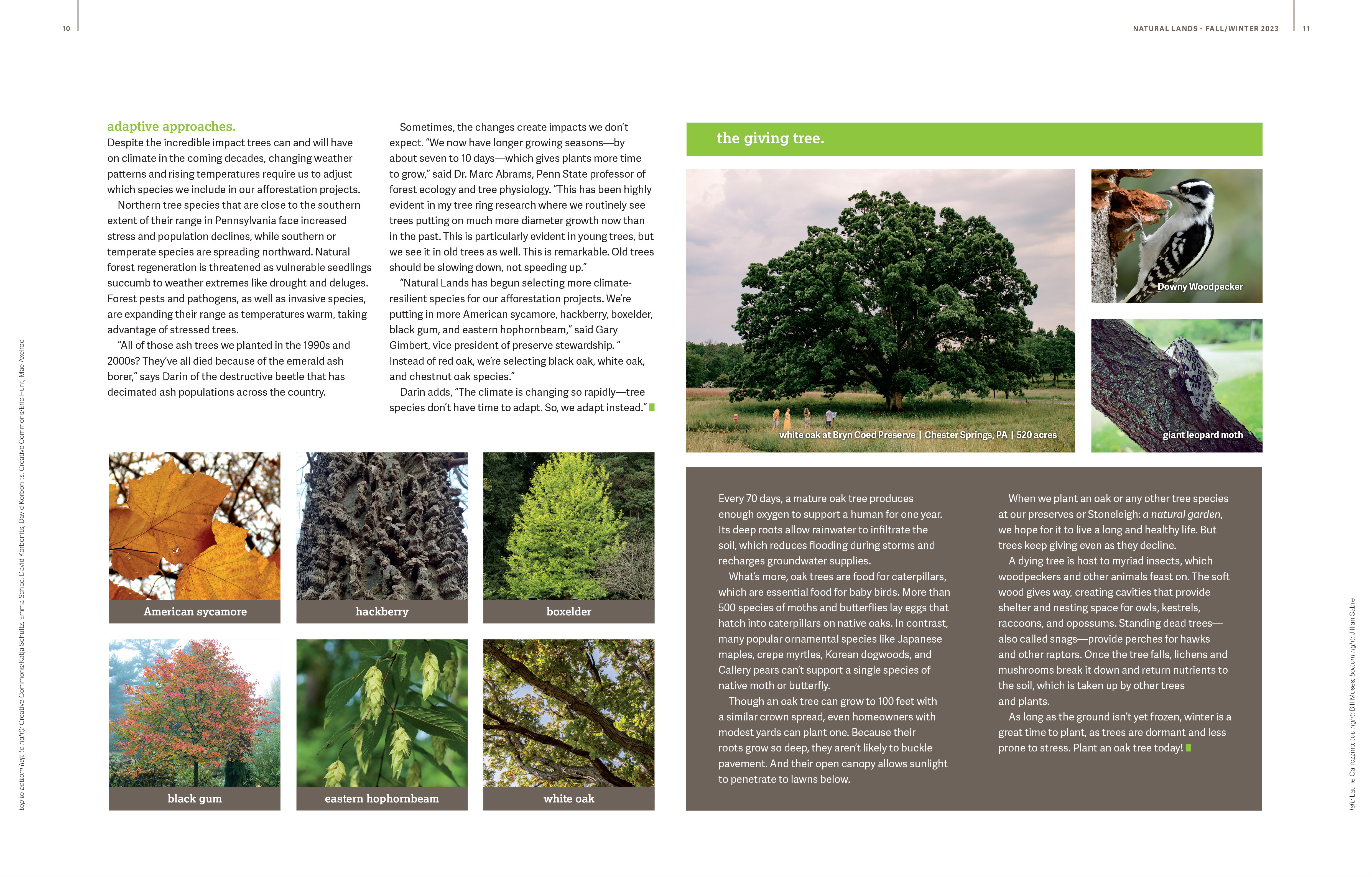 Third spread of Into the Woods article from Natural Lands 2023 Fall/Winter Magazine.