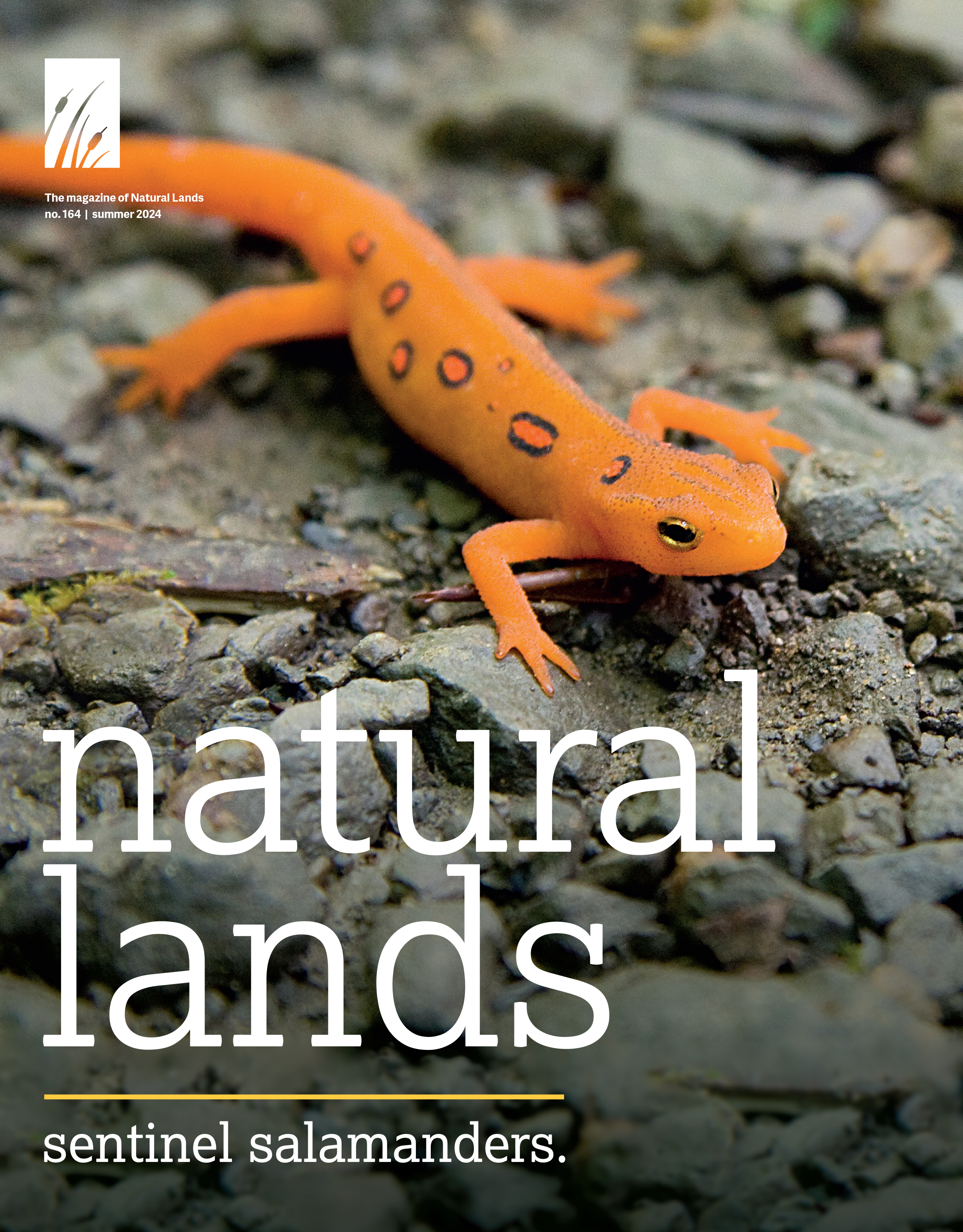 Cover of Natural Lands 2024 Summer Magazine.