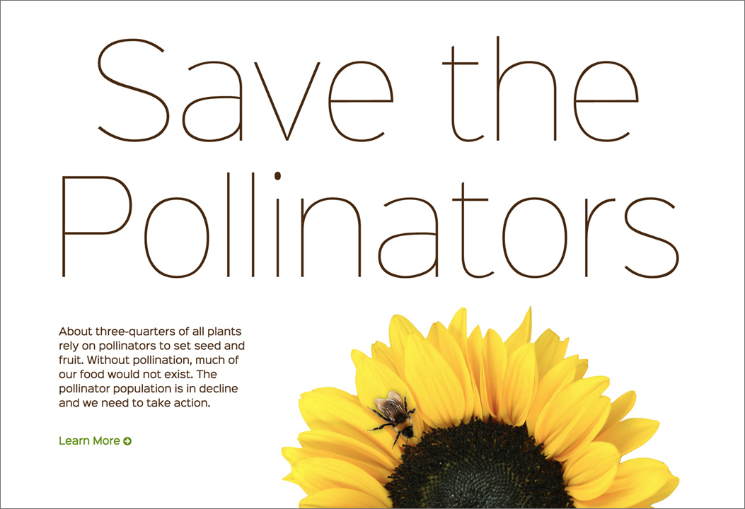 Website design for Save The Pollinators, a website that I created to educate the public about pollinators.